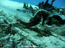 A beautiful little Seahorse doing his best to stay camouf... by John Passov 